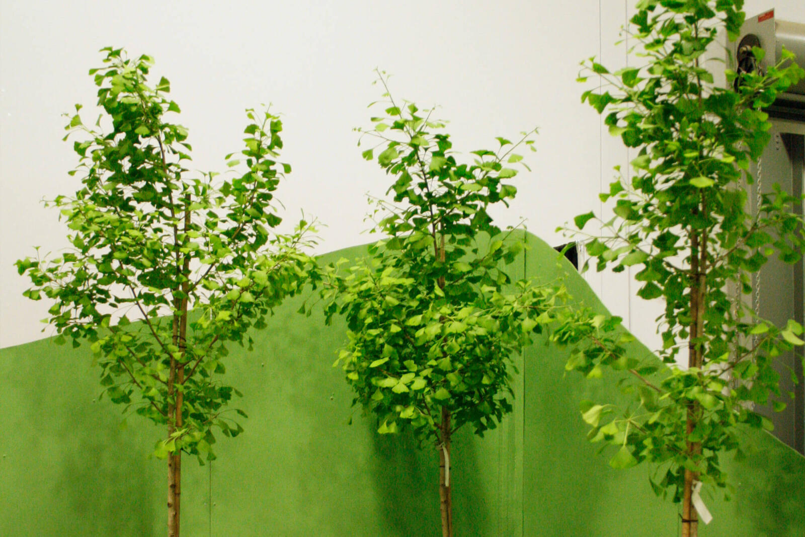 Trees in a feature garden
