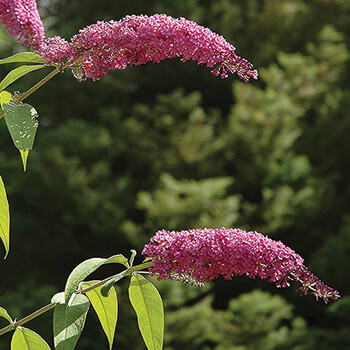 Buddleja couresty canadaplants.ca