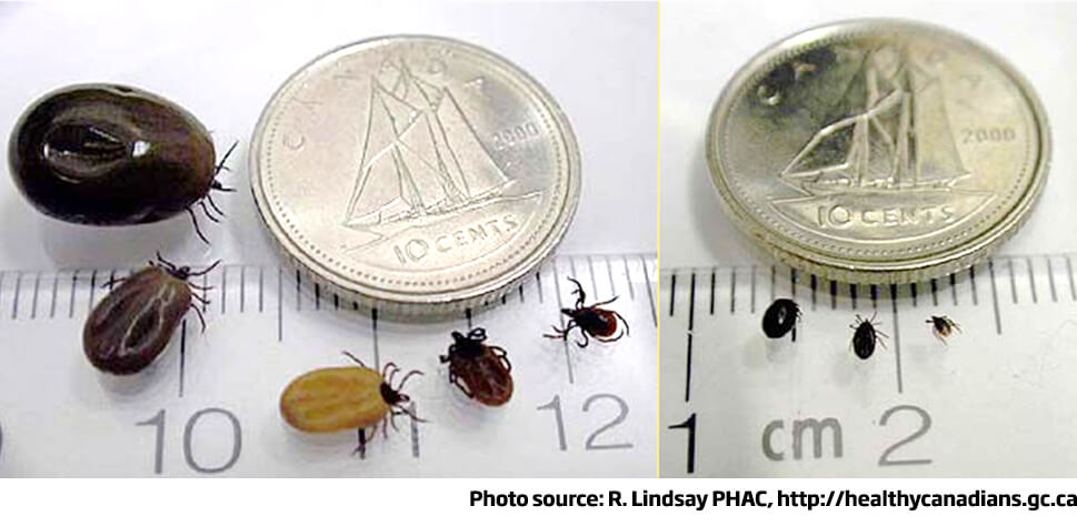 Adult and nymph pre- and post-feeding