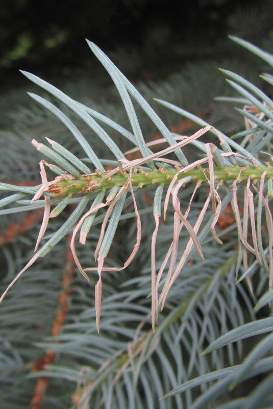 Feeding damage from a late instar larvae.