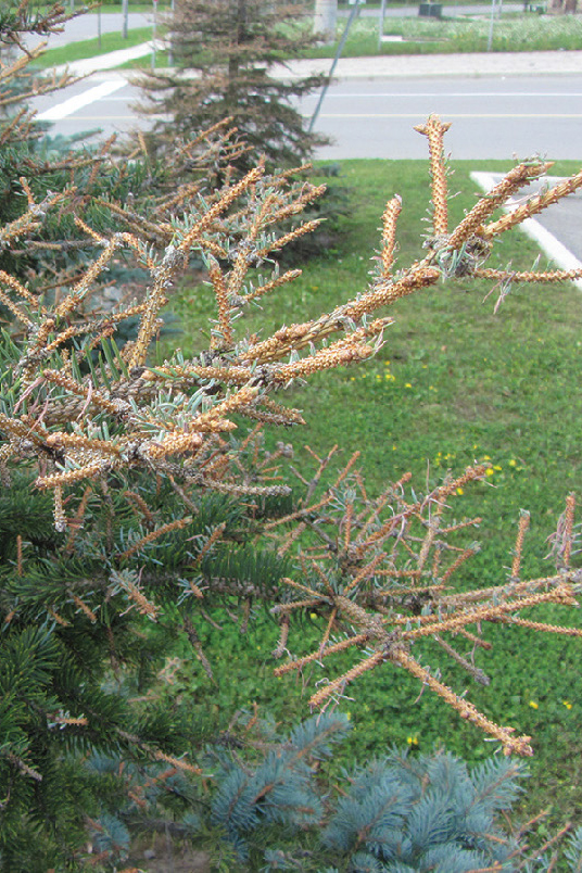 Feeding damage from an early instar larvae.