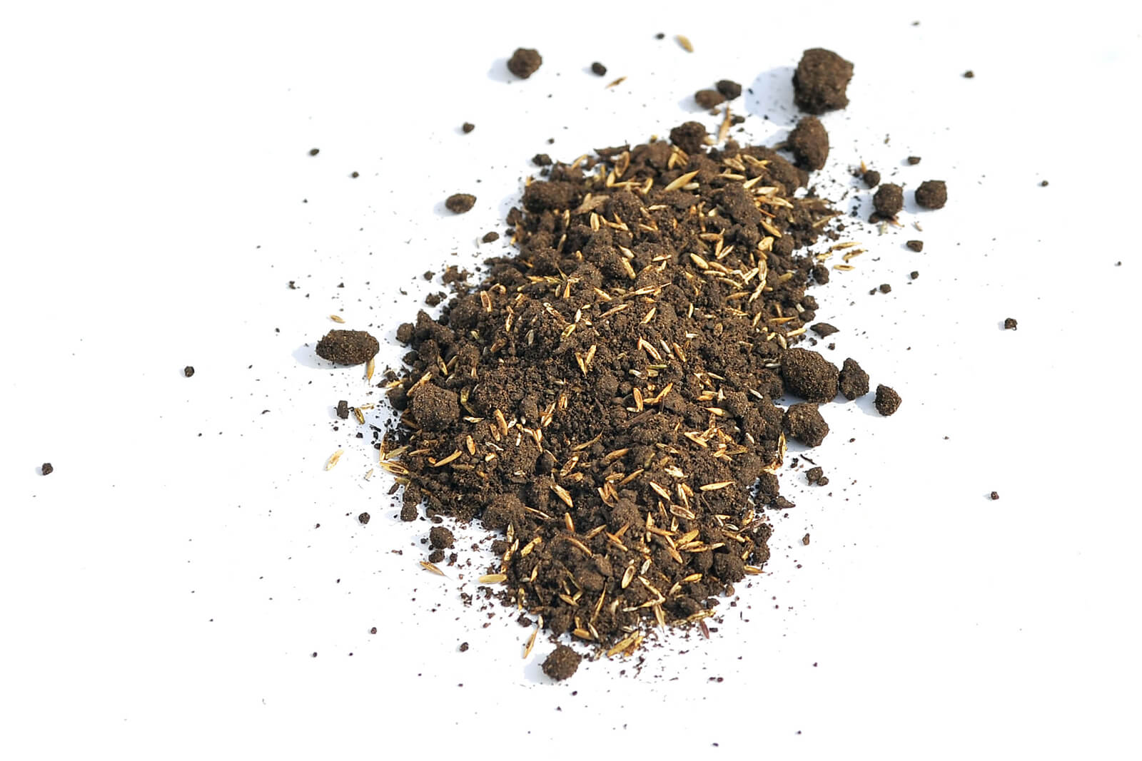 small handful of earth with grass seed in it for overseeding tur