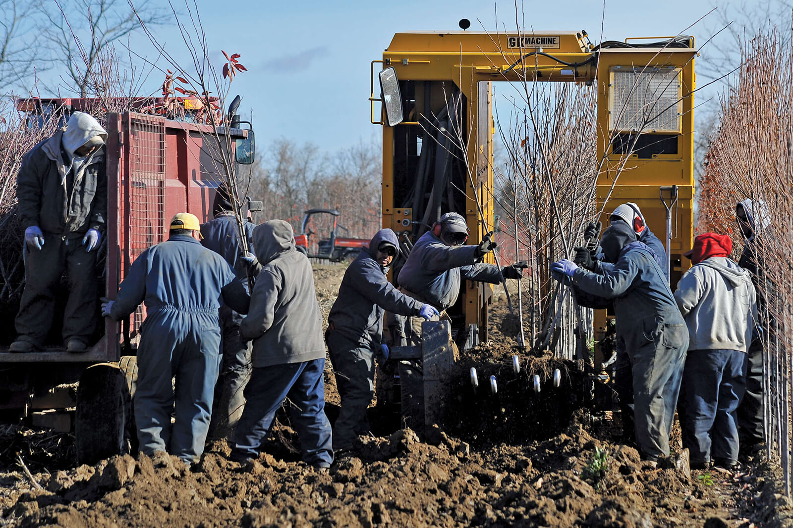 group of nursery workers planting trees in a field