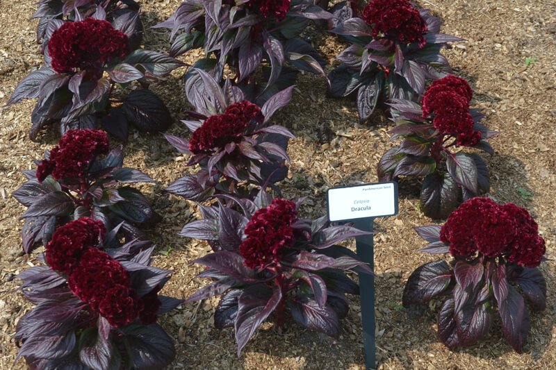 Celosia 'Dracula'