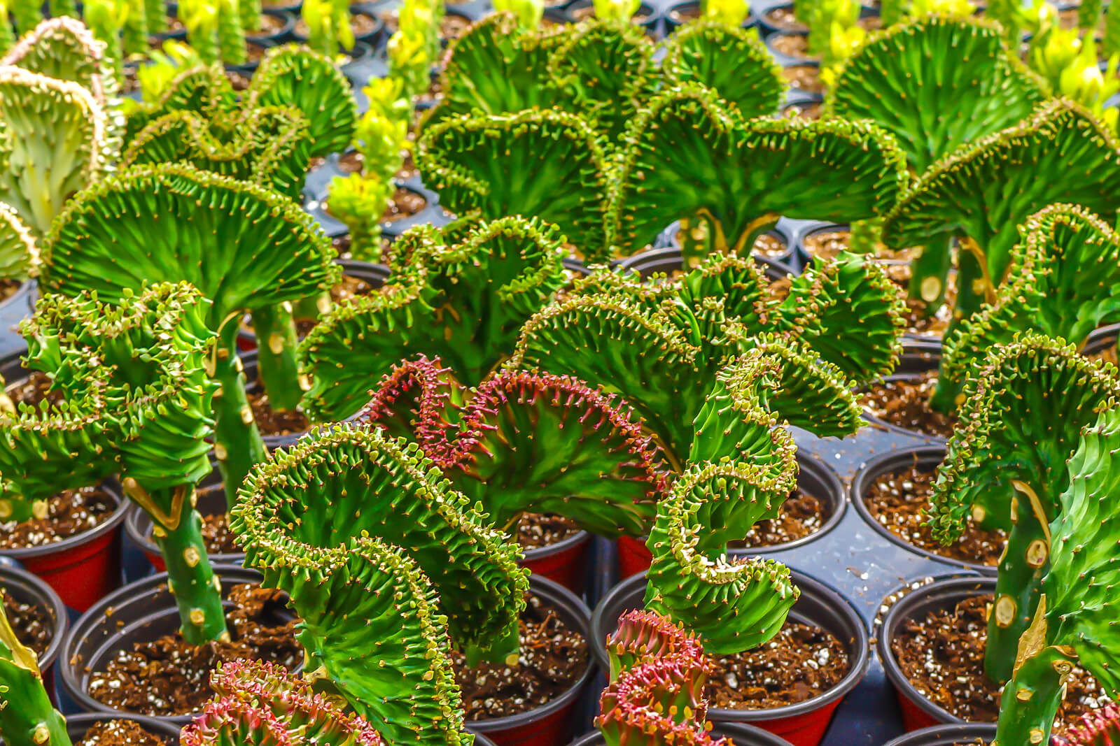 Euphorbia Lactea (grafted euphorbia).