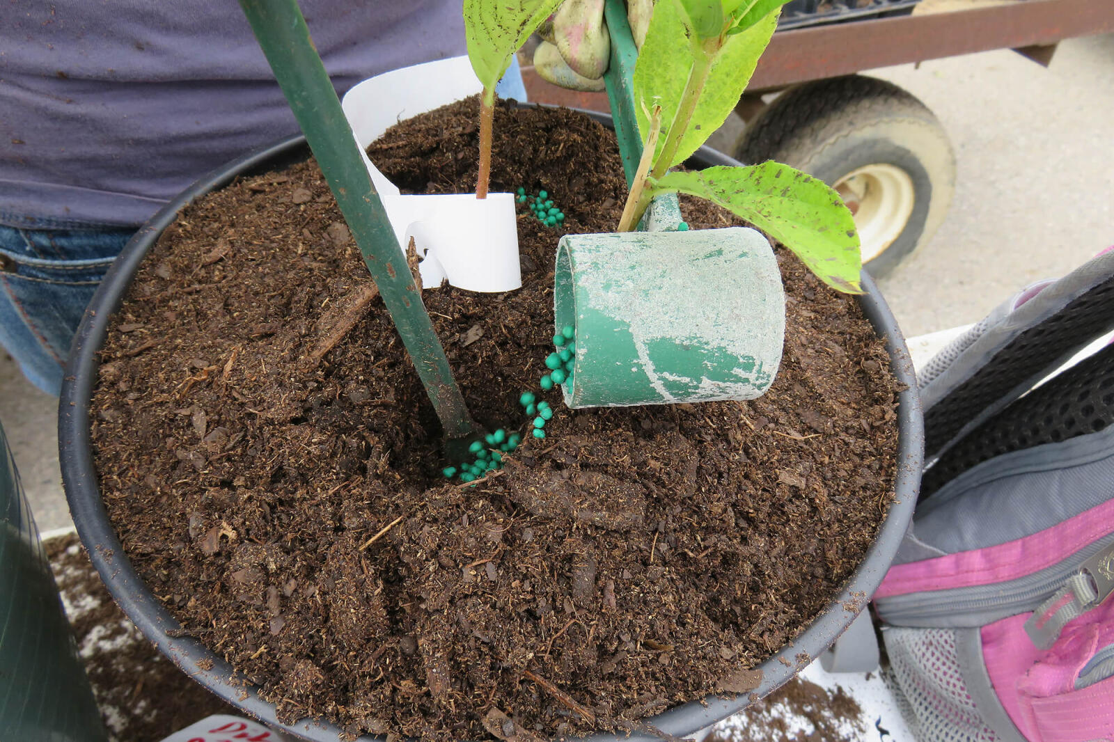 dibbling fertilizer into a plant in a pot
