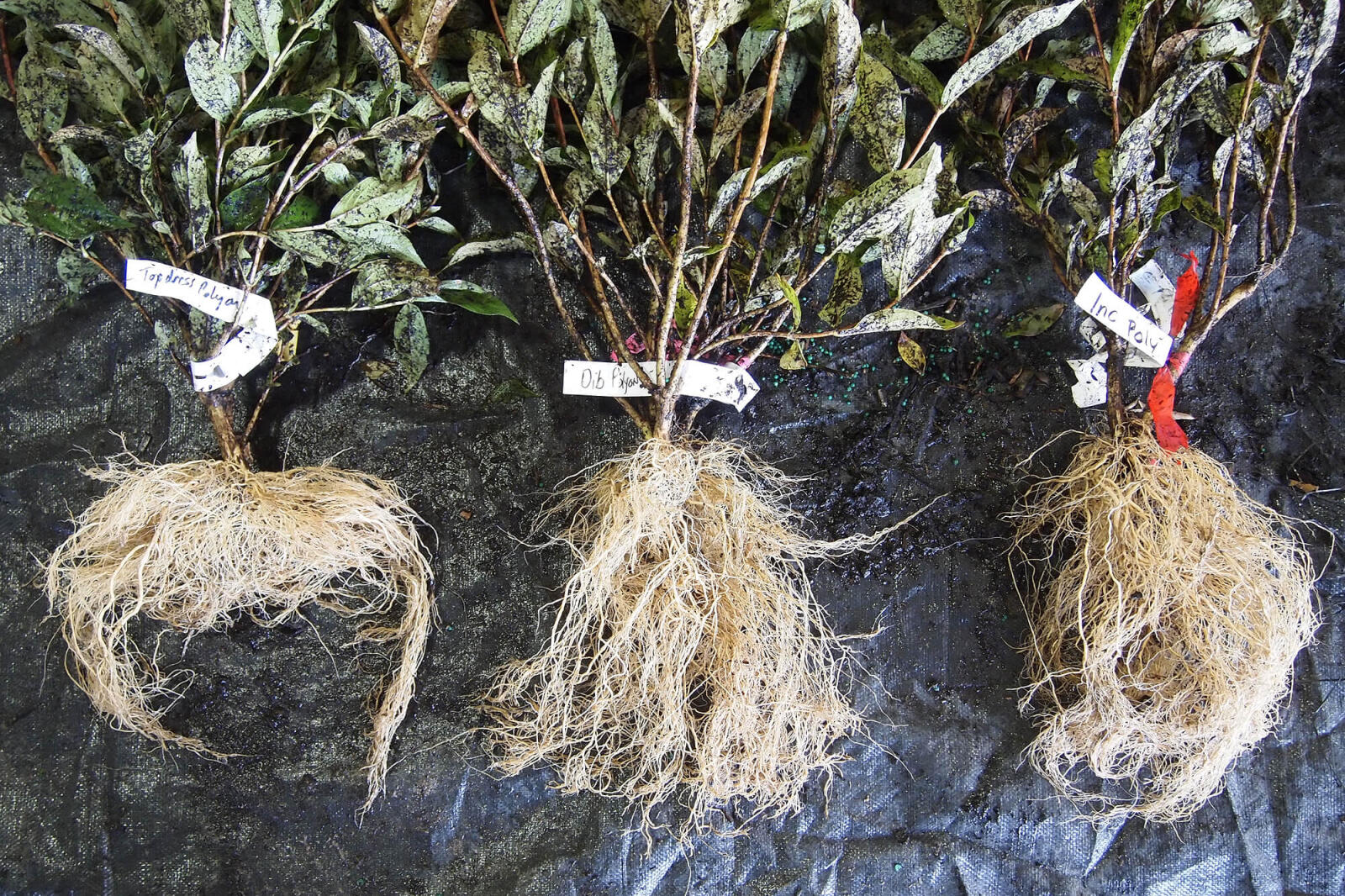 three various samples of plant roots for comparison