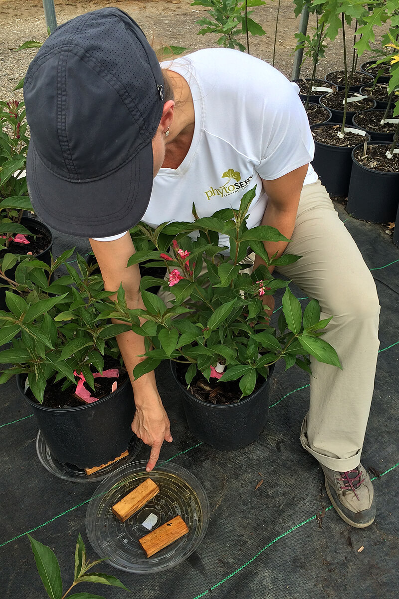 researcher pouring water through a plant in a pot