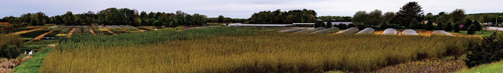 panormaic shot of nursery field