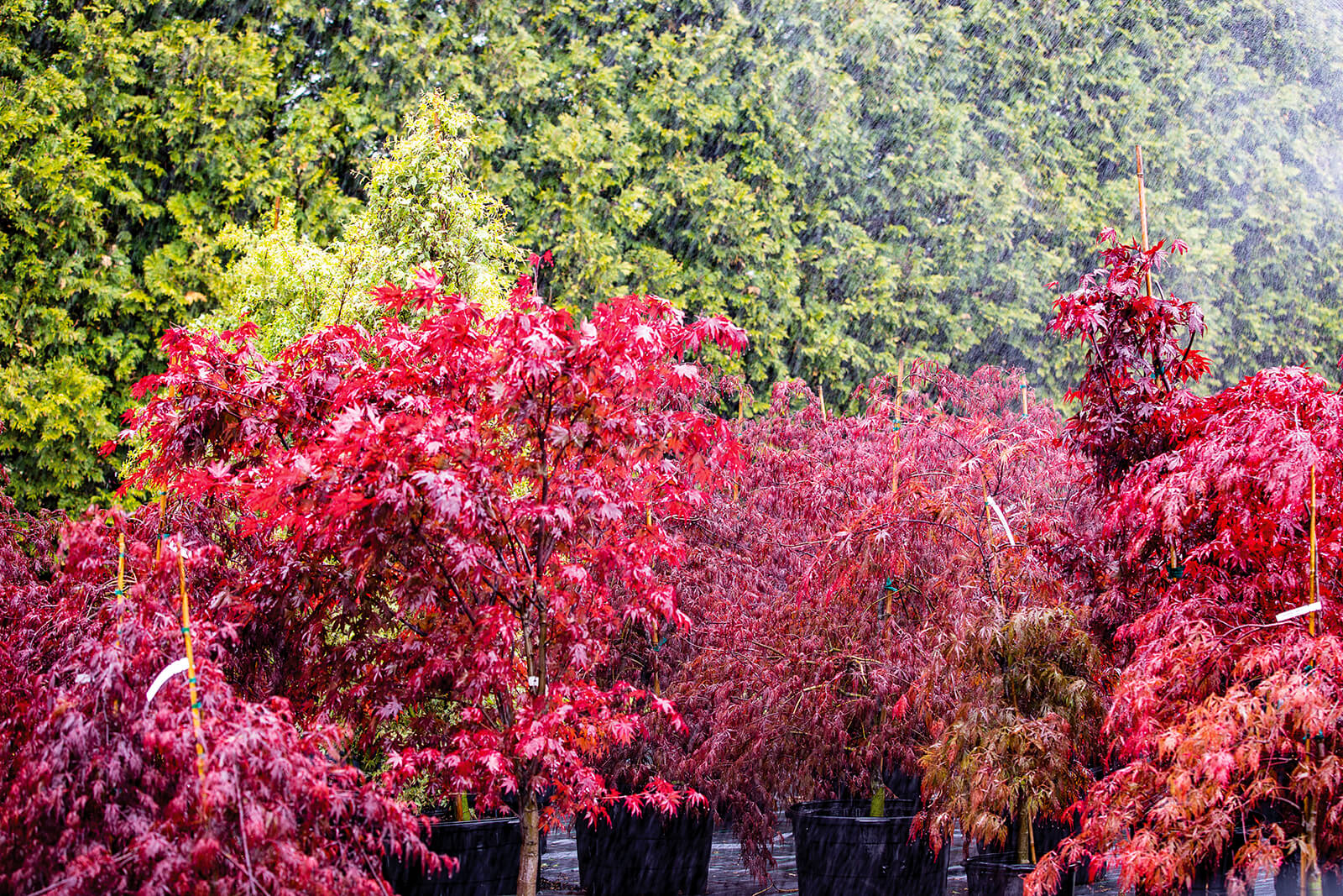 japanese maple being watered