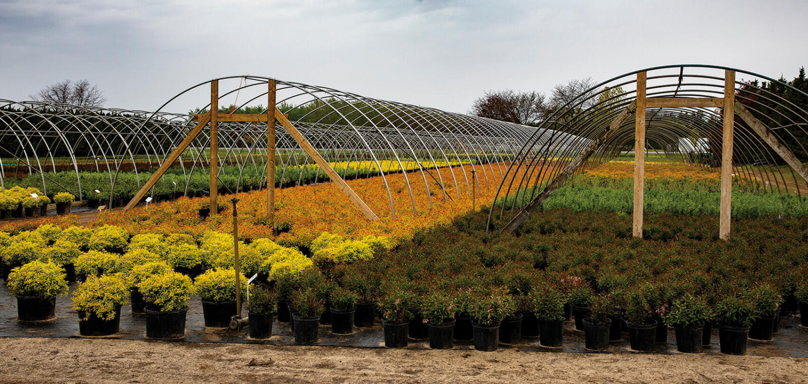 container production under hoophouses