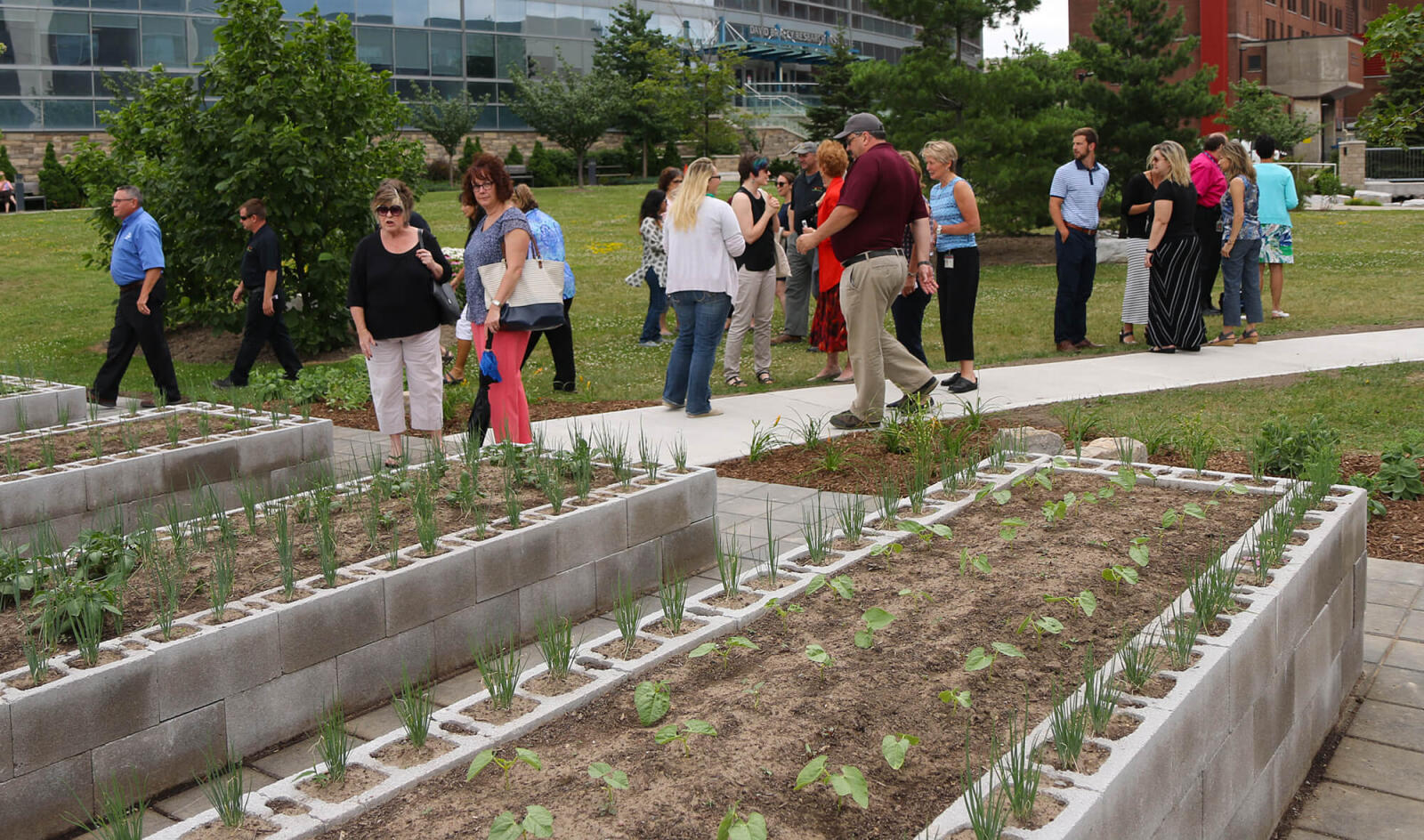 raised garden beds with newly-planted vegetables