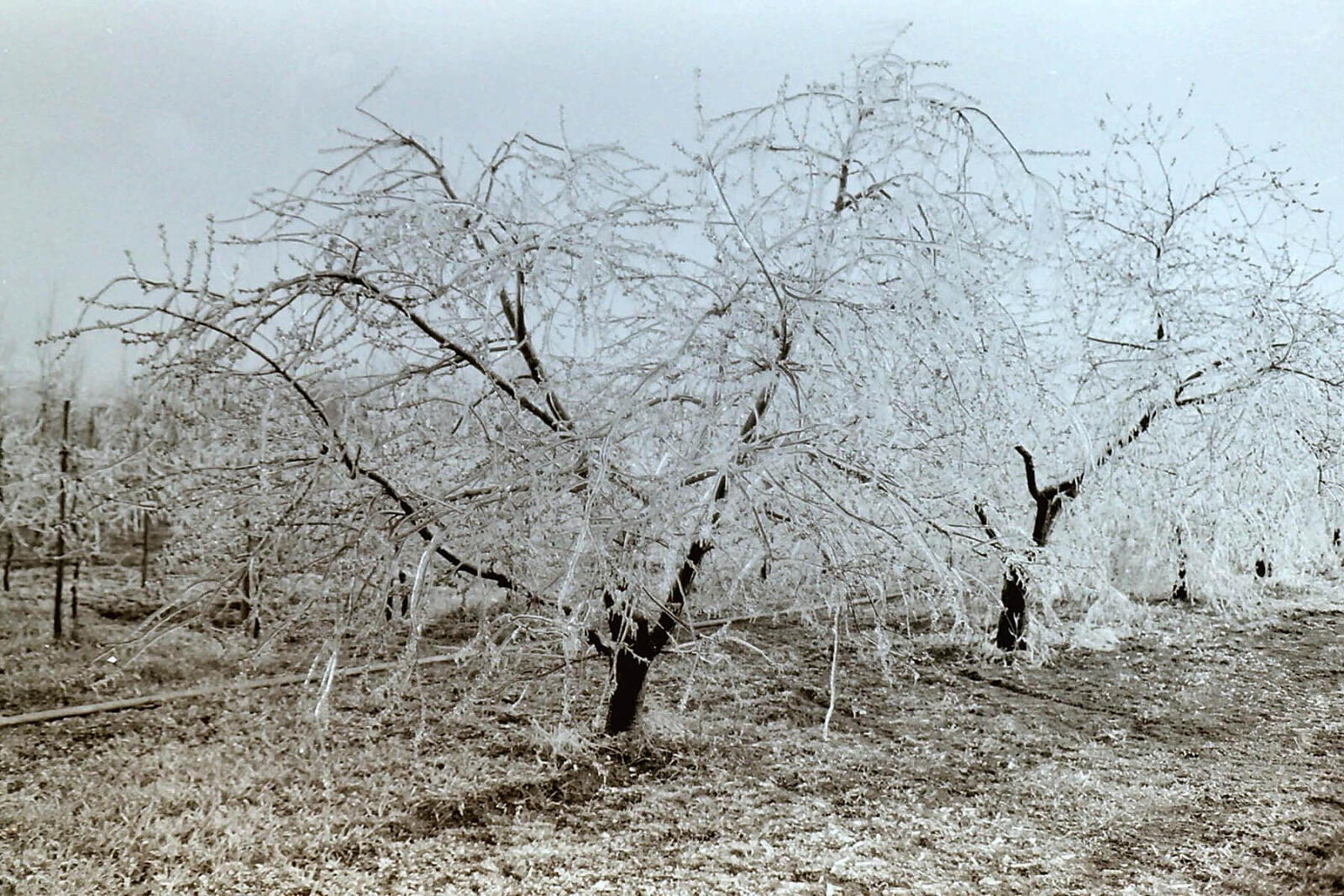 tree covered in ice