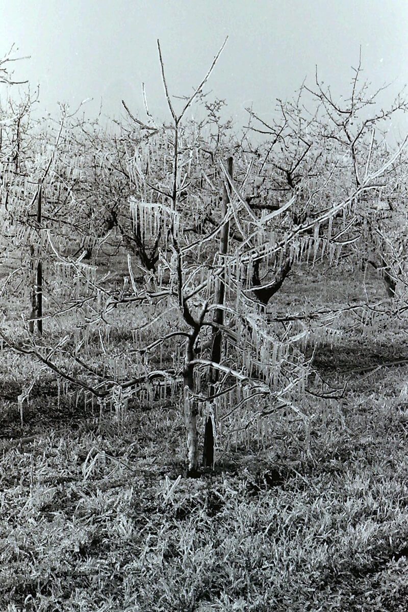 nursery tree covered in ice
