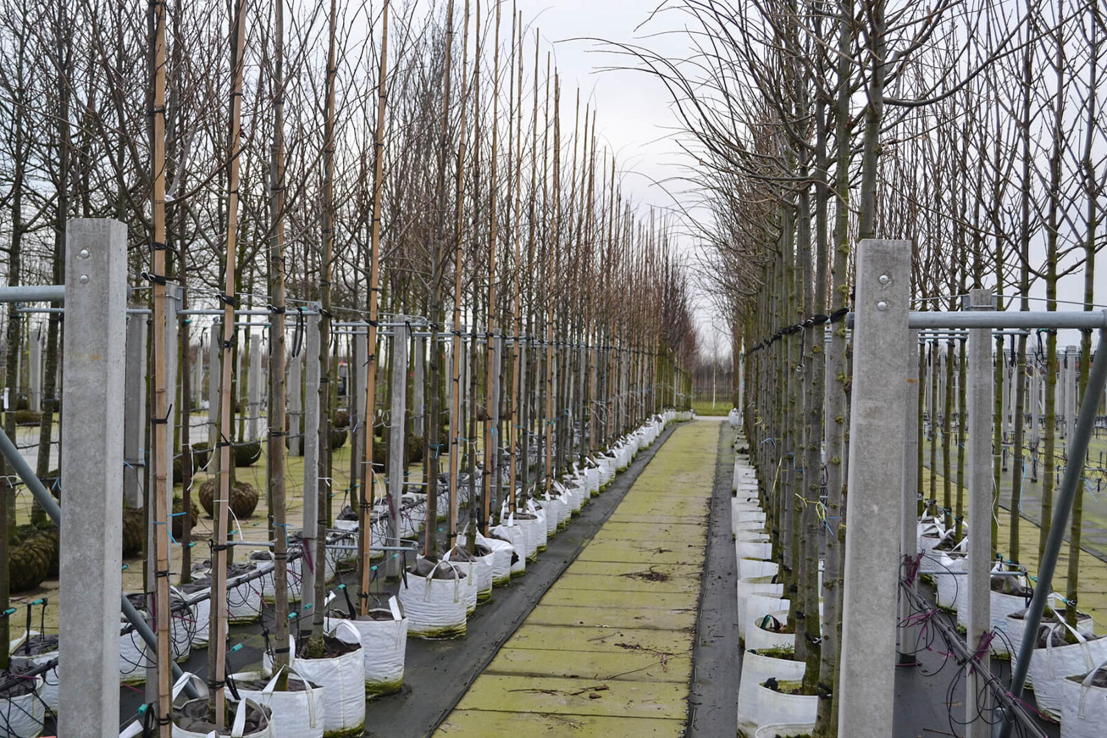 field of trees being grown in fibre bags