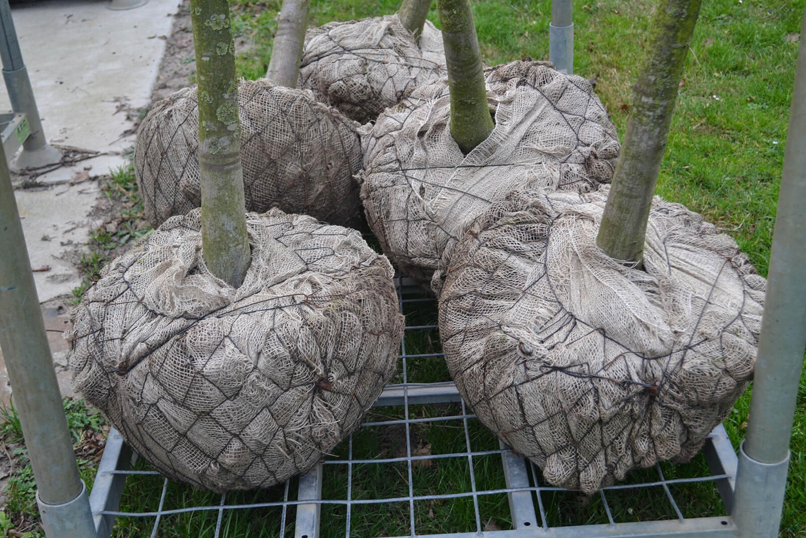 Tree in root balls (ball and burlap)