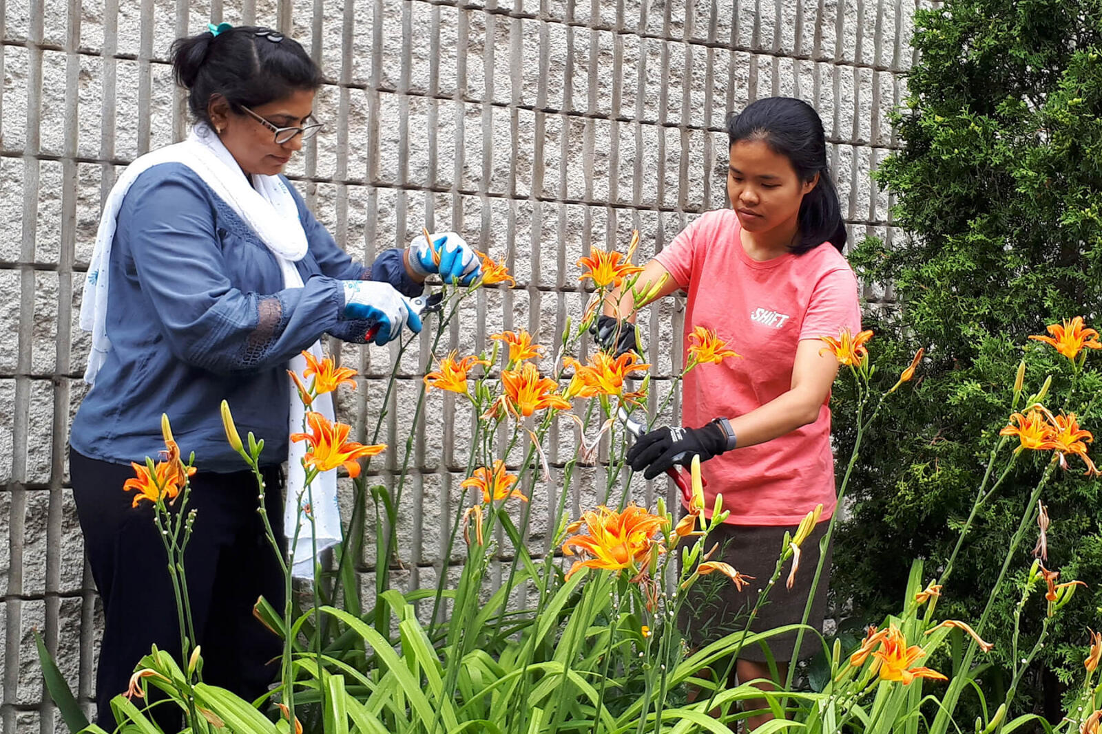 two women working in a garden