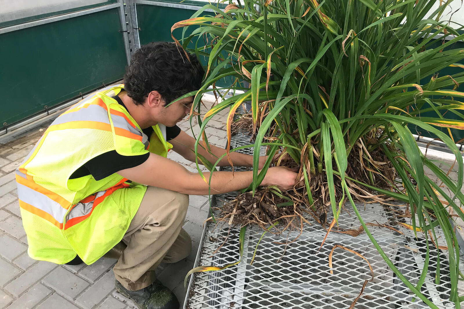 a worker placing plants on a nursery cart