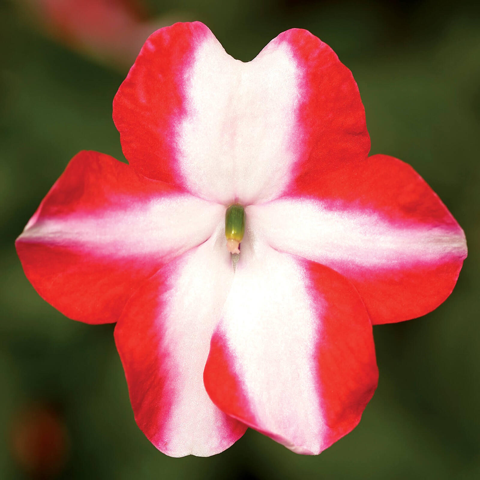 Red flower with white cross in the centre