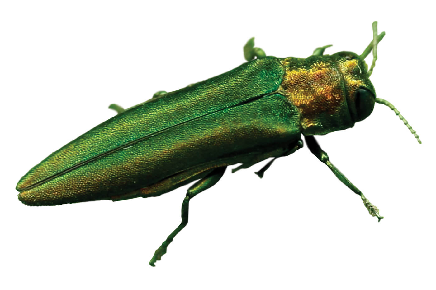 Emerald ash borer pest