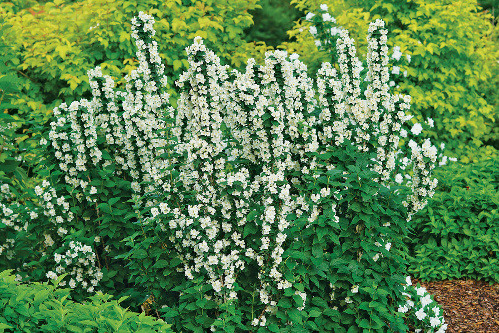 tall white flowering plant