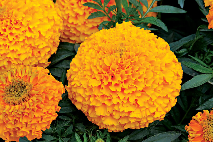 orange marigolds