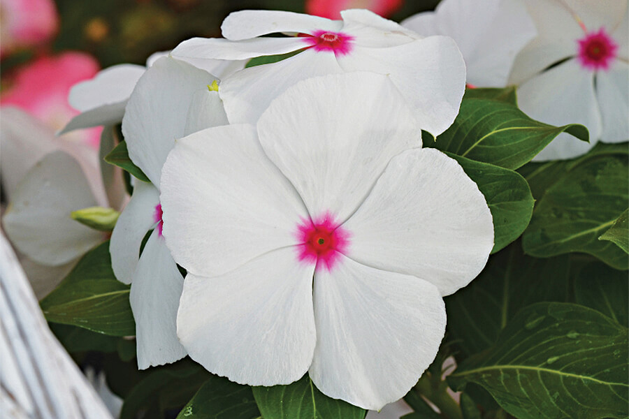 white zinna flower with tiny pink centre