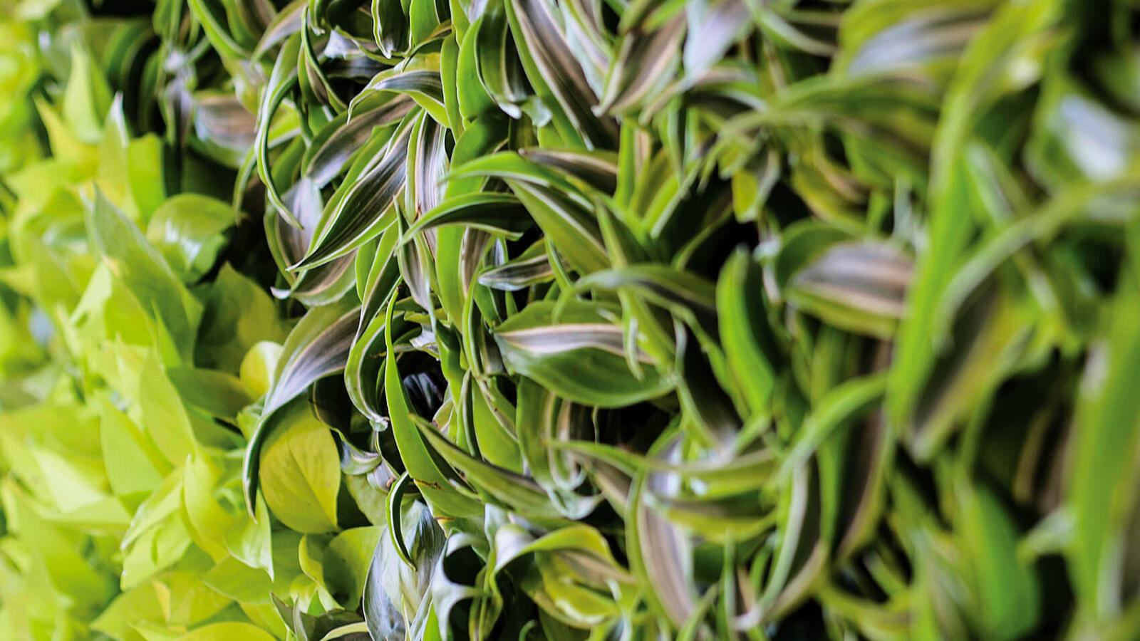 living wall