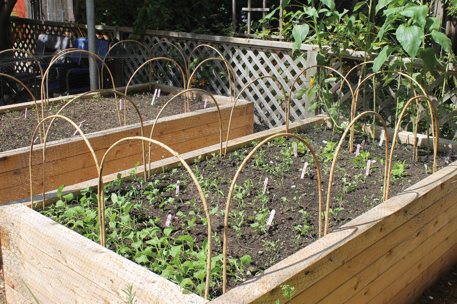 a raised backyard urban garden