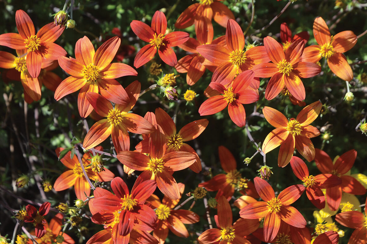 six petal yellow to orange flower