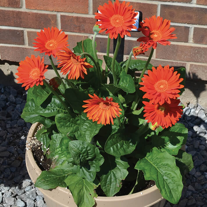 orange gerbera in a pot
