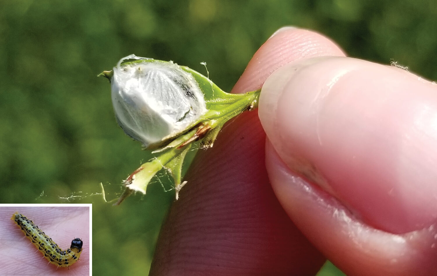 close up of fingers holding a small bud like web