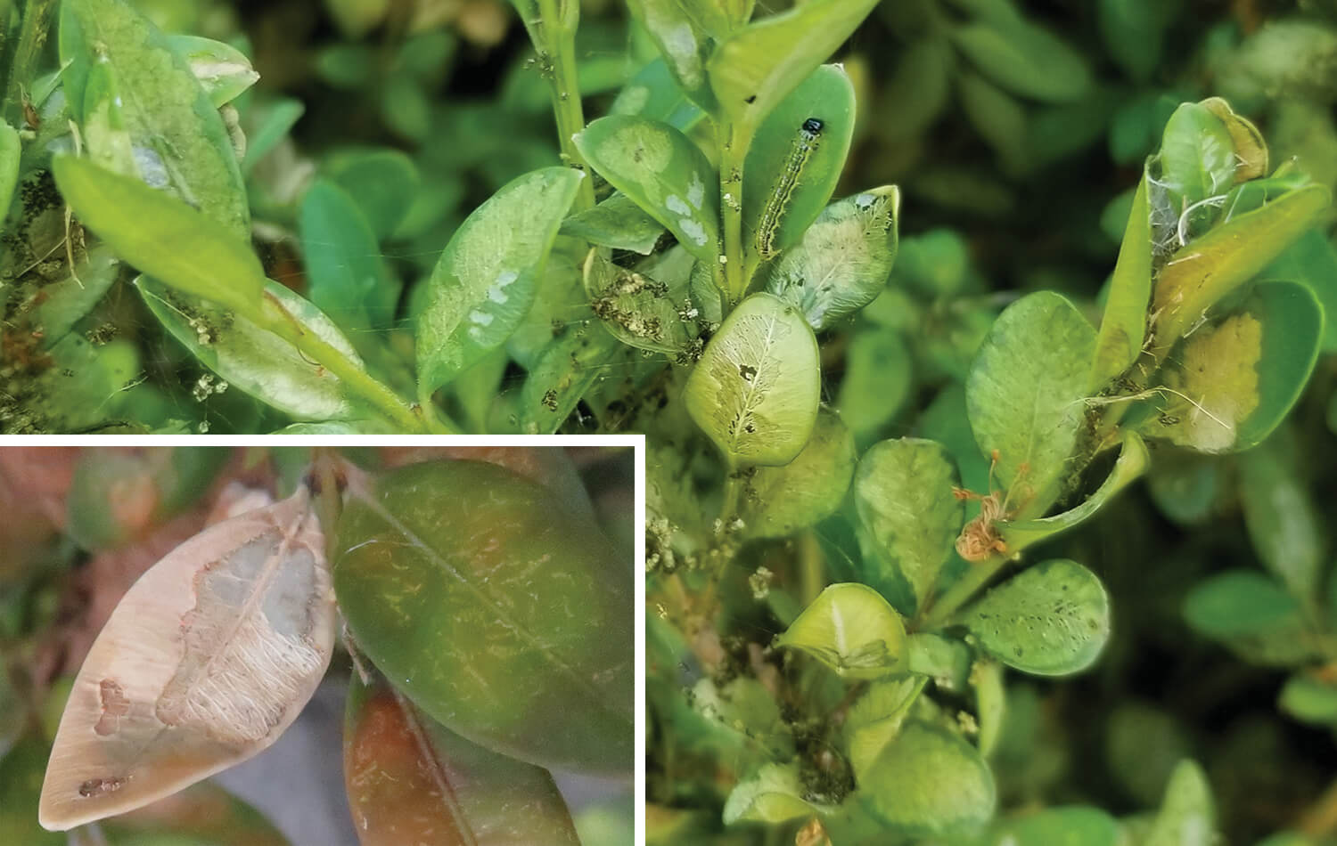 close up of a damaged leaf the pest has feed upon