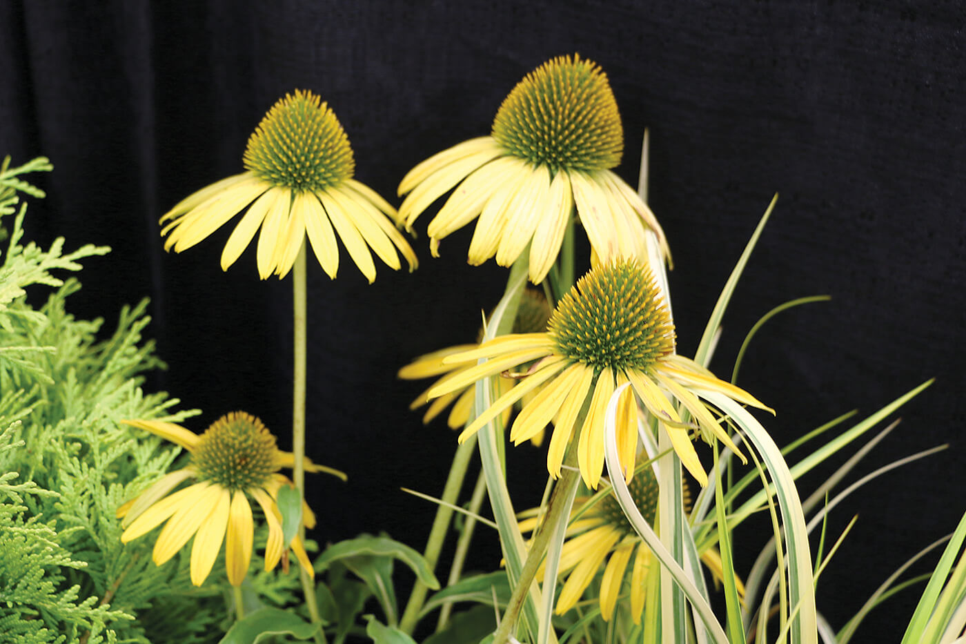 coneflowers