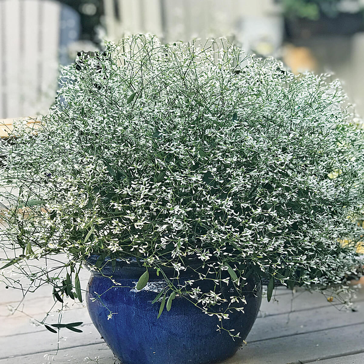 plant with tiny white flowers in a pot