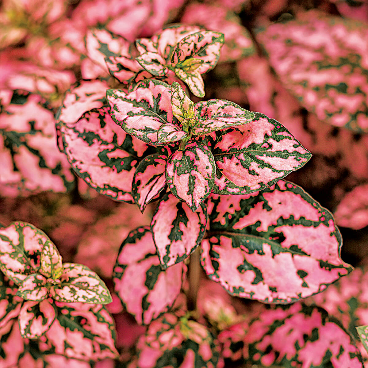pink and green leafed plant