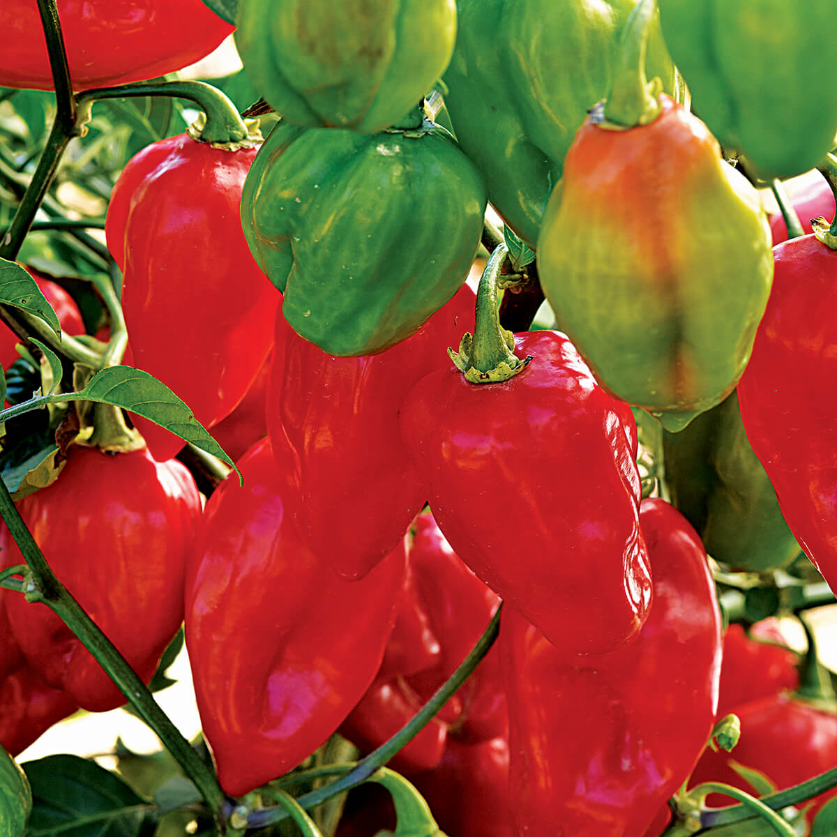 red and green peppers growing on a plant