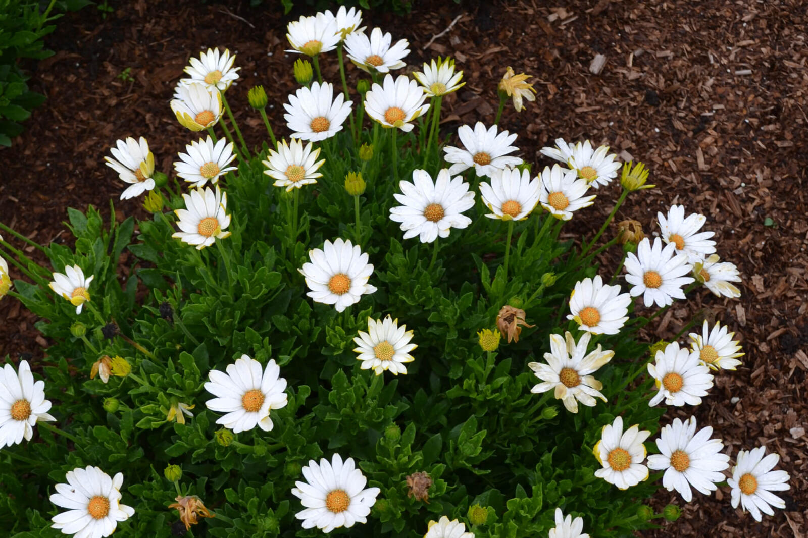 white daisies