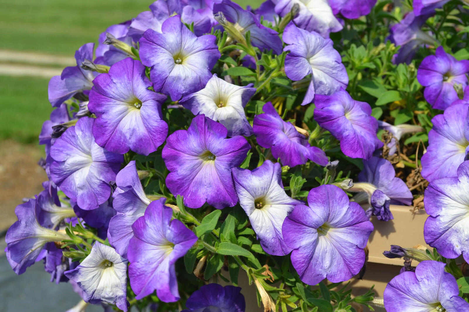 purple and white petunias