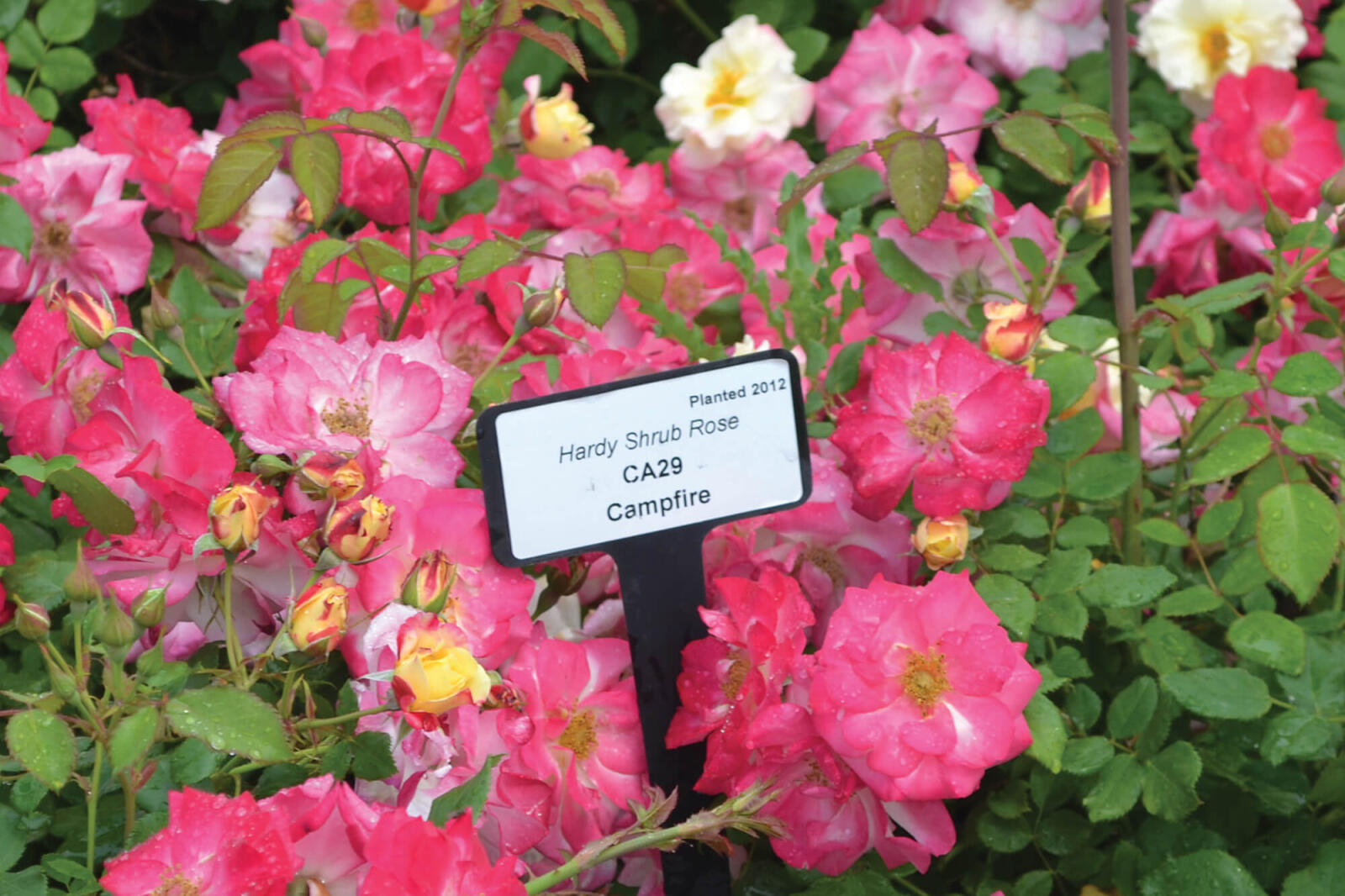 pink rose in bloom in summer