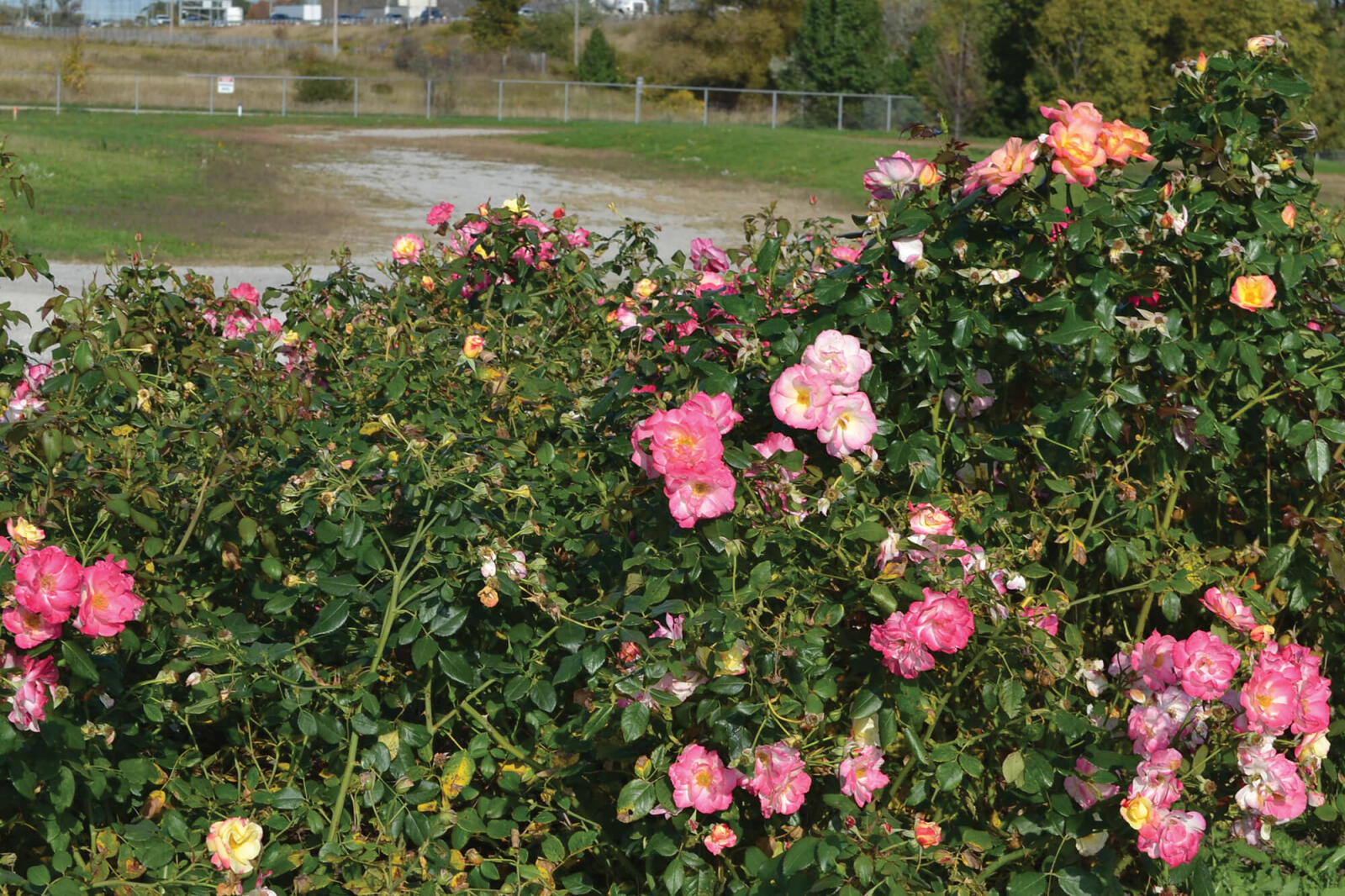 pink rose in october
