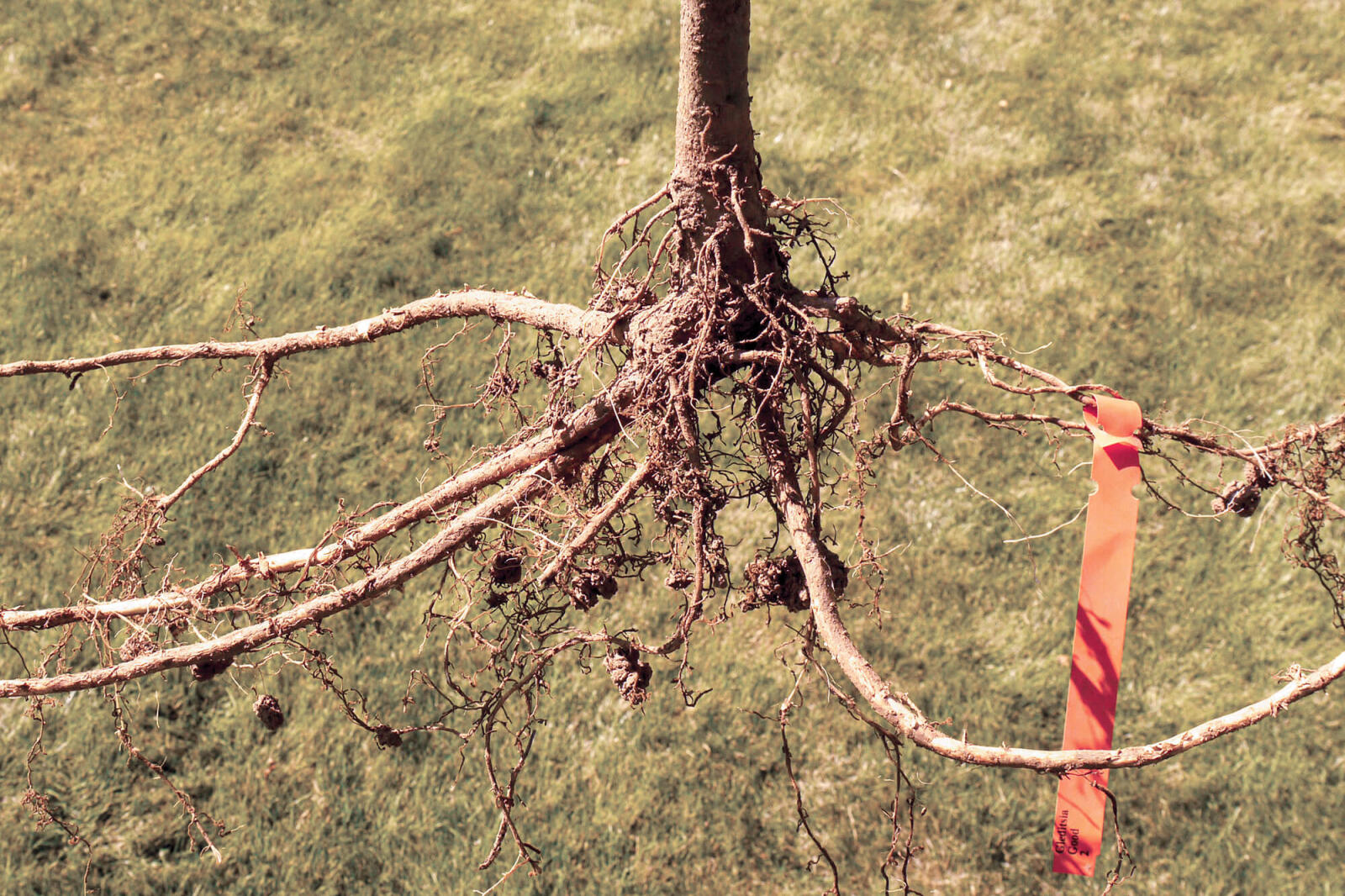 sample of good roots