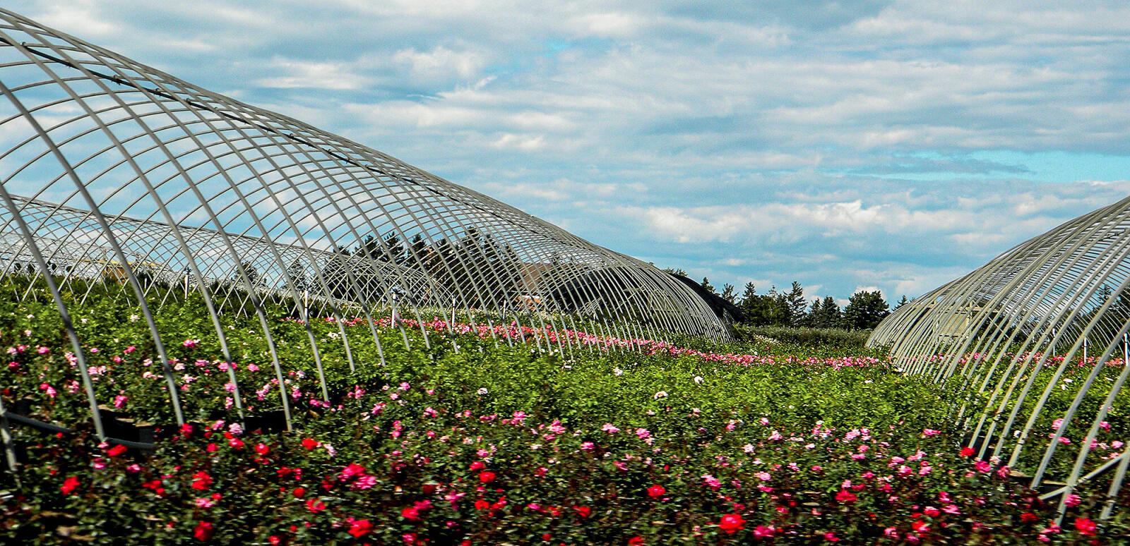 hoophouses full of plants