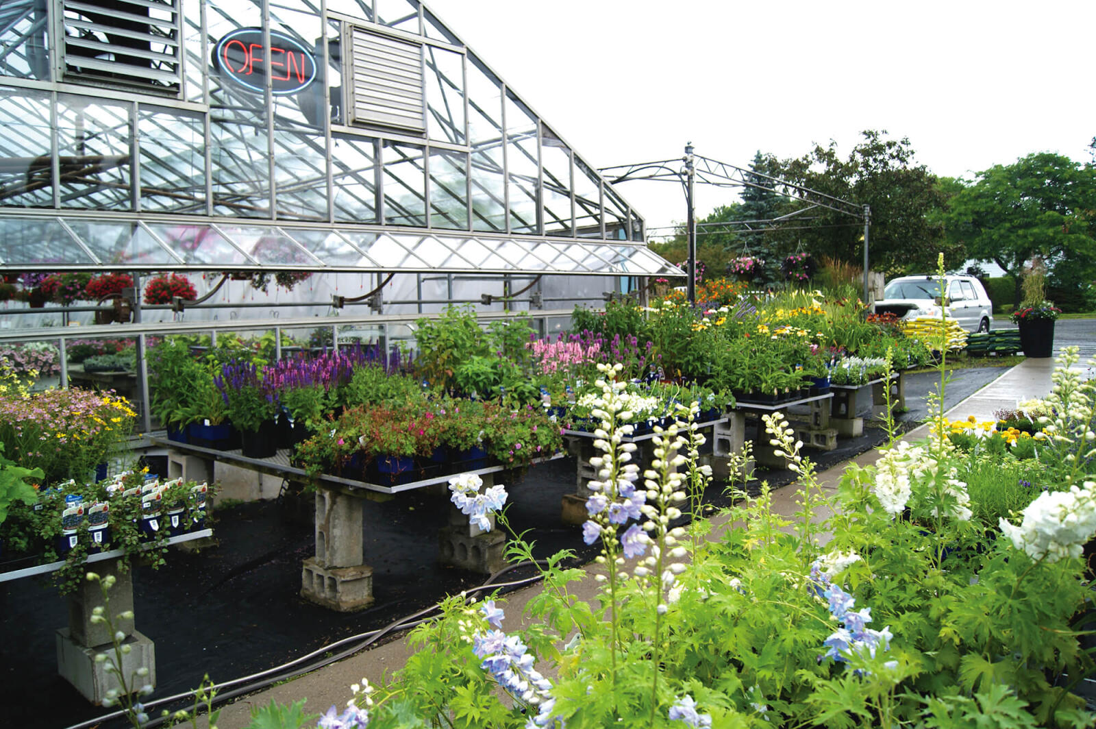 plants on benches outside a greenhouse