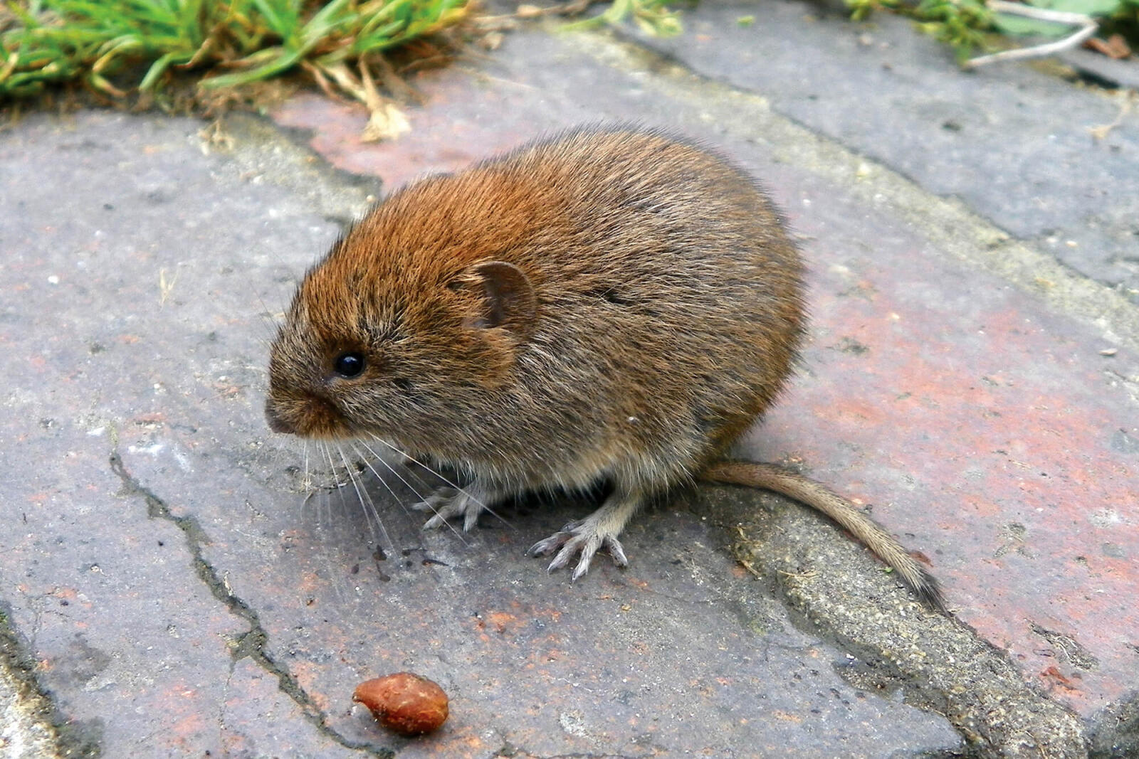 Meadow vole