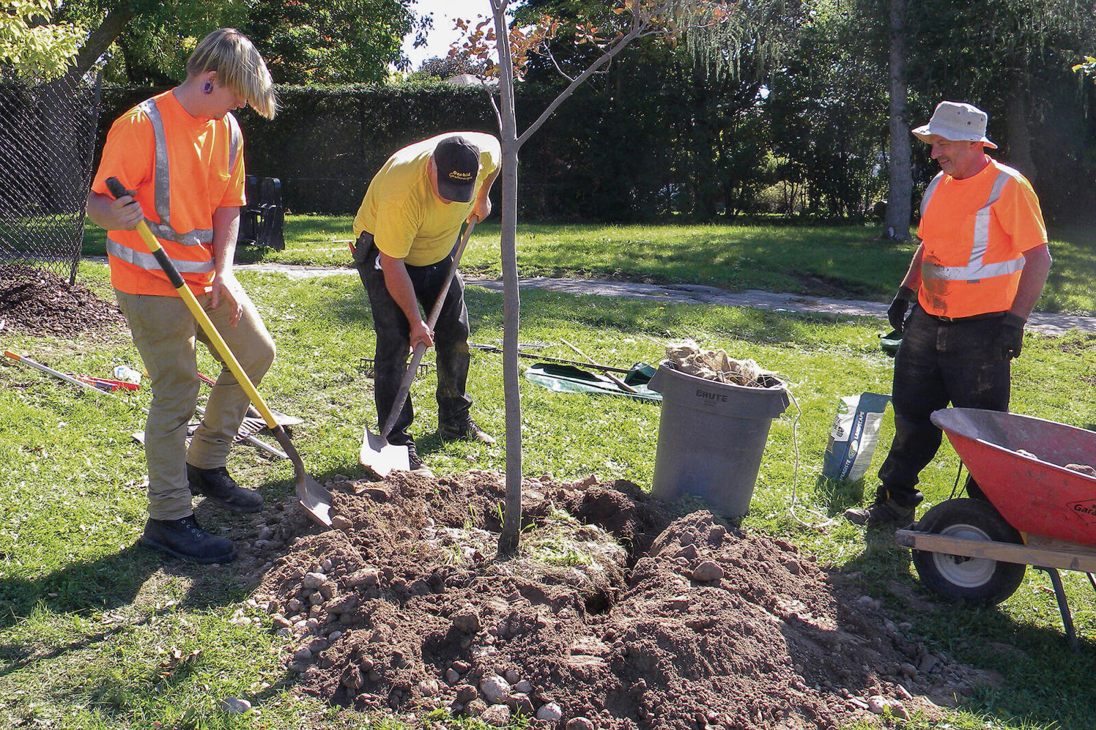 three men planting a tree
