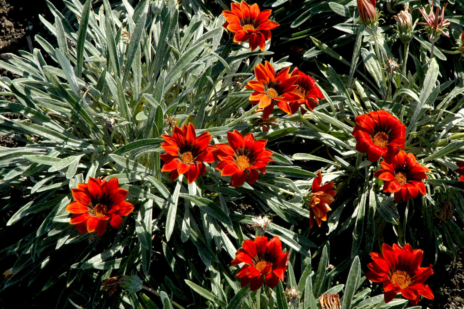 spiky leafed plant with orange flowers