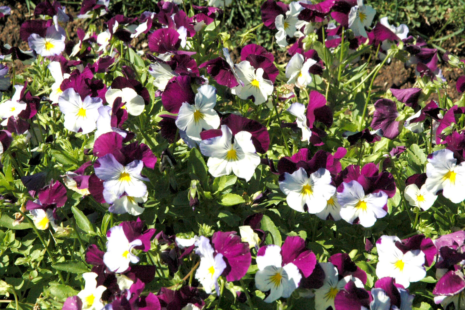white and pink flowers