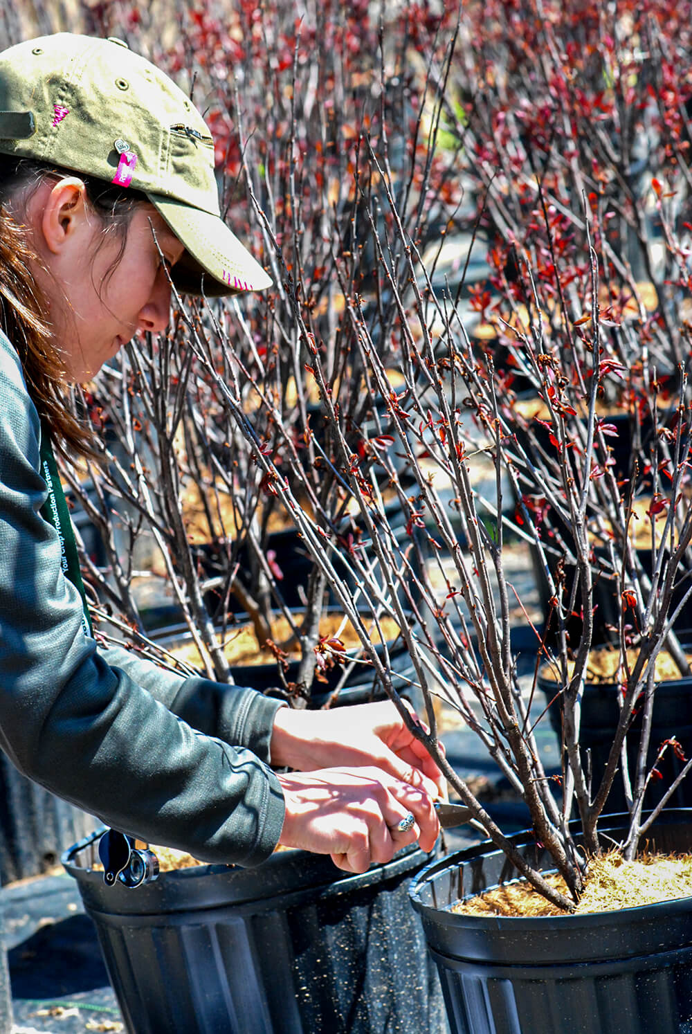 woman working with potted nursery plants