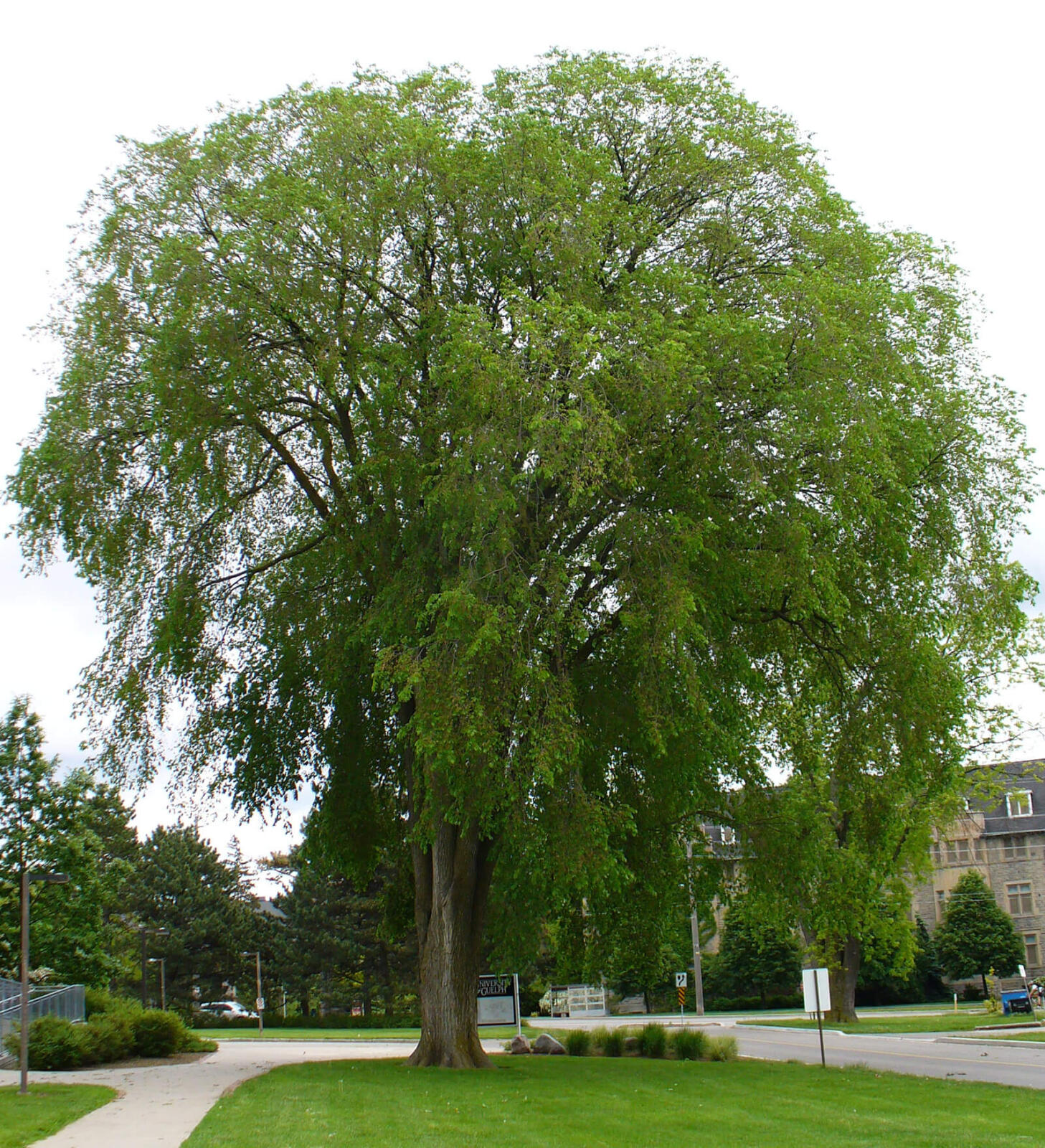 large elm tree